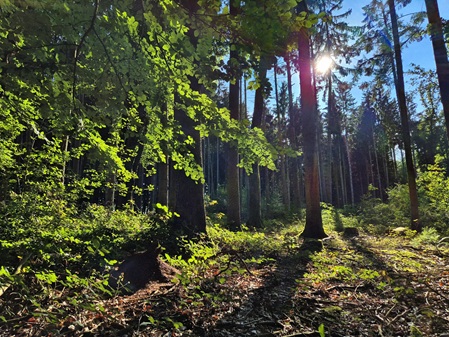 Bestattung, Büchlberg, Hutthurm, Salzweg, Ruderting, Straßkirchen, Denkhof, Röhrnbach, Fürsteneck